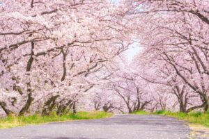 桜の木々